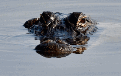 Why Leaders Get Defensive at Work: The Gator, The Judge, and the Neuroscience Behind It